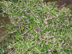 Olea europaea europaea