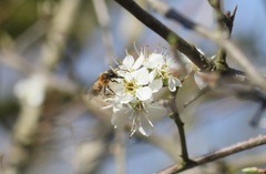Andrena
