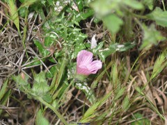 Malva hispanica