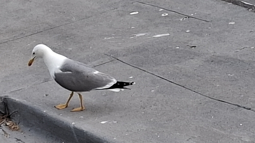 Avistamiento Gaviota patiamarilla