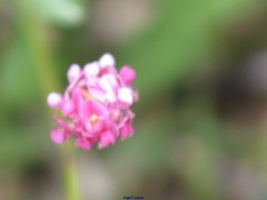 Trifolium resupinatum
