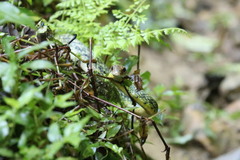 Drymobius chloroticus