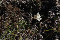 Silene paucifolia
