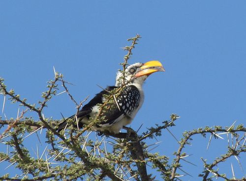 Eastern Yellow-billed Hornbill