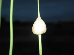 Allium ampeloprasum
