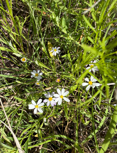 Chaetopappa asteroides, photograph 4
