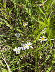 (c) IDClaire, some rights reserved (CC BY) Chaetopappa asteroides, photograph (c) IDClaire, some rights reserved (CC BY)