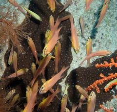Ostorhinchus apogonoides