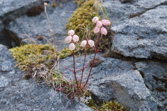 Silene paucifolia