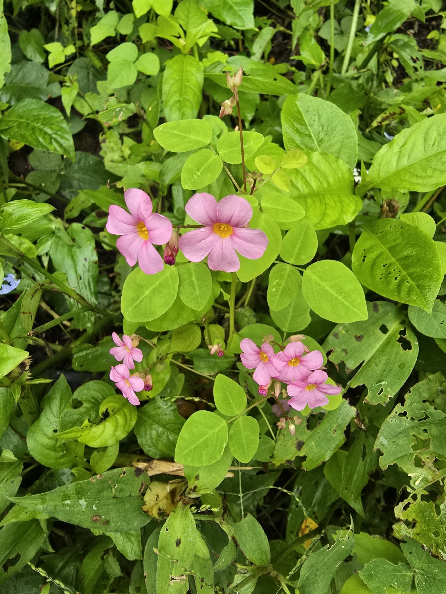 Oxalis cratensis