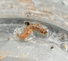 Rhyacophiloidea