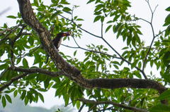 Halcyon smyrnensis