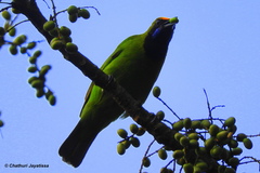 Chloropsis aurifrons