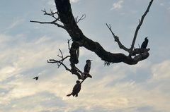 Phalacrocorax carbo