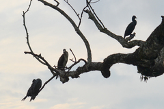Phalacrocorax carbo