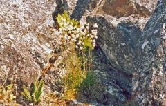 Silene paucifolia