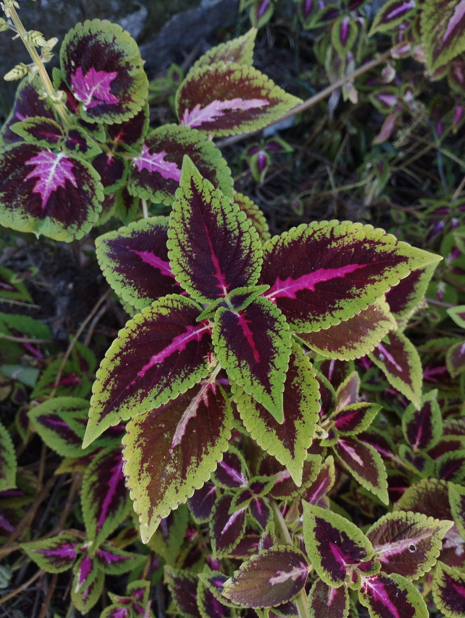 Coleus scutellarioides