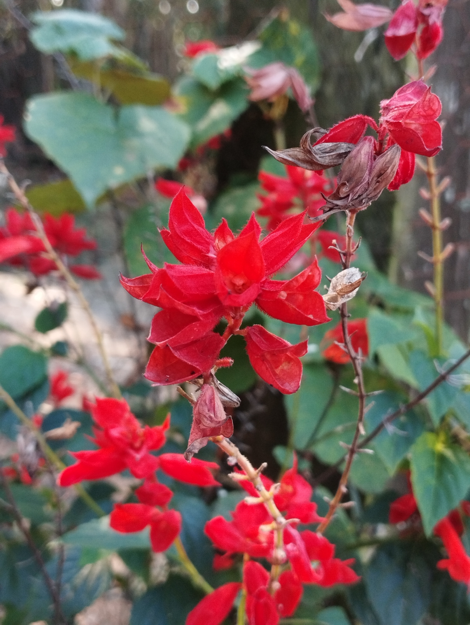 Salvia splendens