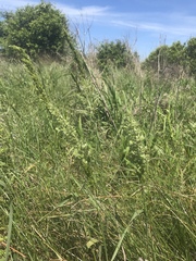 Sphenopholis obtusata