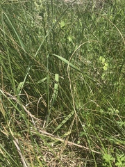 Sphenopholis obtusata