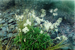 Silene paucifolia