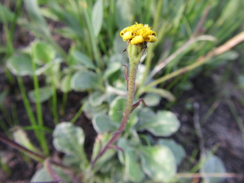 Image of Osteospermum tomentosum by (c) douglaseustonbrown, some rights reserved (CC BY-SA)