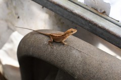Anolis anisolepis