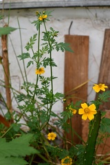Bidens ballsii
