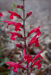 Salvia roemeriana