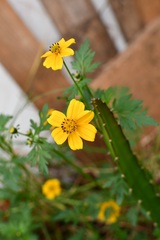 Bidens ballsii