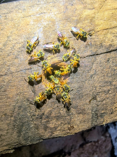 Fiebrig's Stingless Bee