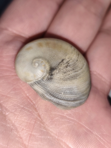 Sinum bifasciatum observed 2026-04-27