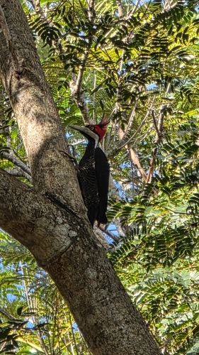 Crimson-crested Woodpecker