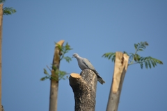 Streptopelia decaocto