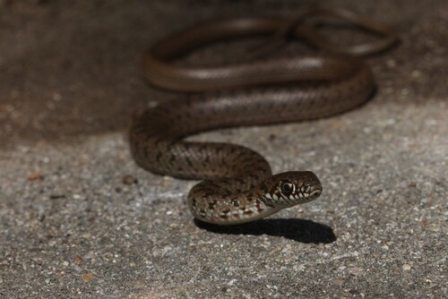 Caspian Whipsnake