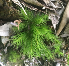 Dendroligotrichum dendroides