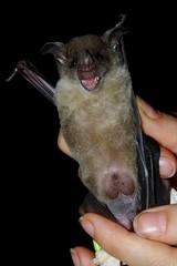 Pale Spear-Nosed Bat photo 2