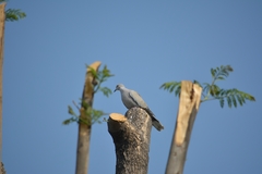 Streptopelia decaocto