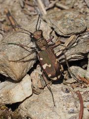 Cicindela sylvicola