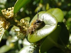 Andrena haemorrhoa