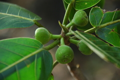 Ficus crocata