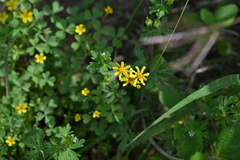Packera tampicana, photograph author not stated, no rights reserved