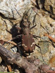 Cicindela sylvicola