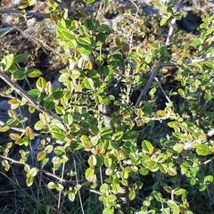 Cotoneaster dielsianus