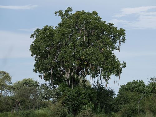 Kigelia africana image