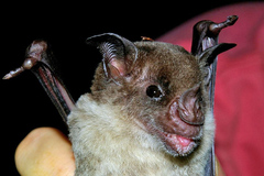 Pale Spear-Nosed Bat photo 5