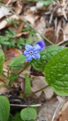 Omphalodes verna