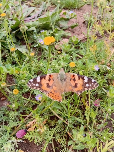 Painted Lady