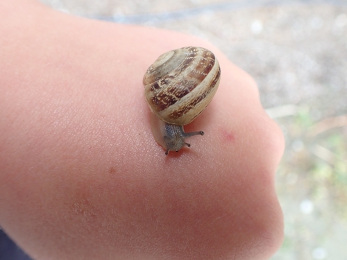 Eobania vermiculata