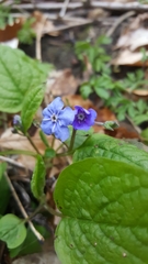 Omphalodes verna